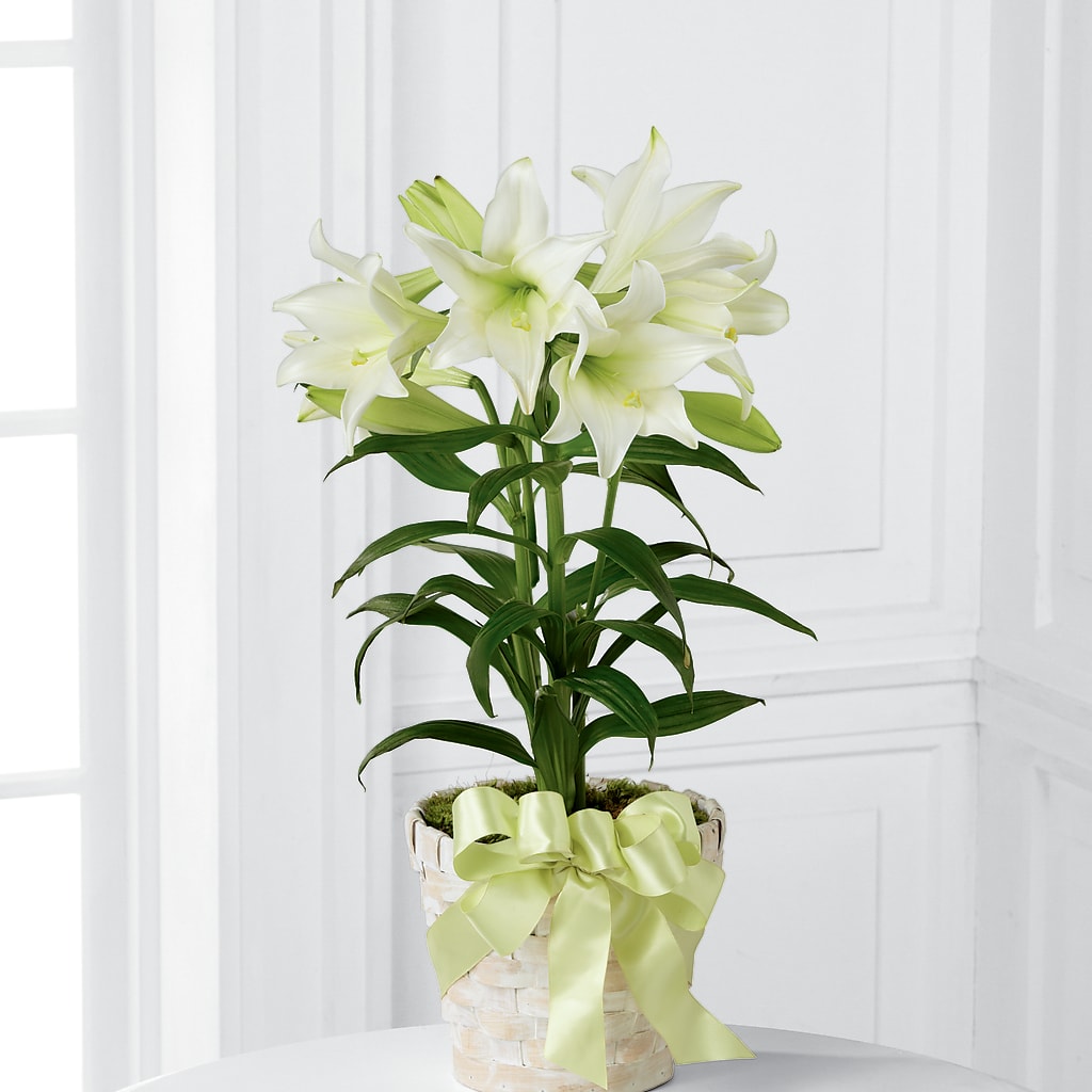 Easter Lily Plant – Floral Villa, Whitewater WI