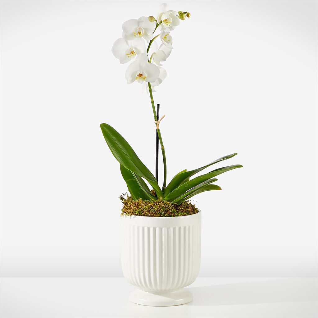 Whispering White Orchid – Floral Villa, Whitewater WI