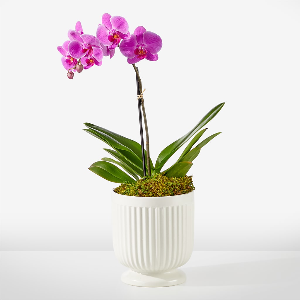 Friendly Fuchsia Orchid – Floral Villa, Whitewater WI