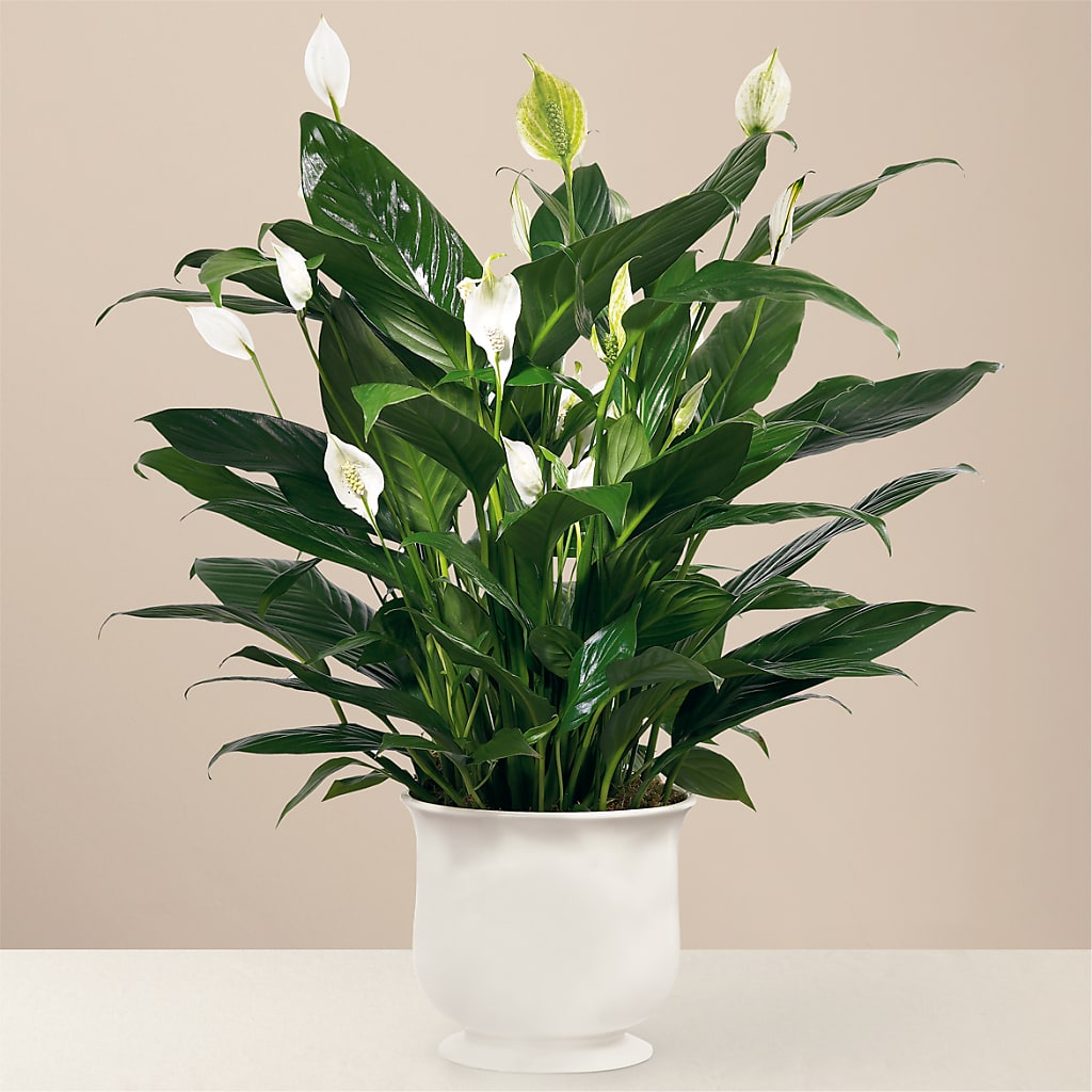 Comfort Planter – Floral Villa, Whitewater WI