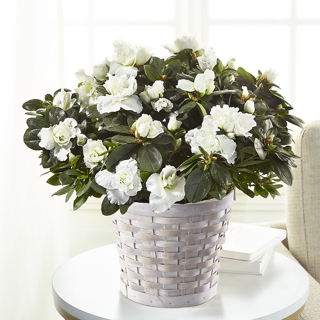 White Azalea Plant – Floral Villa, Whitewater WI