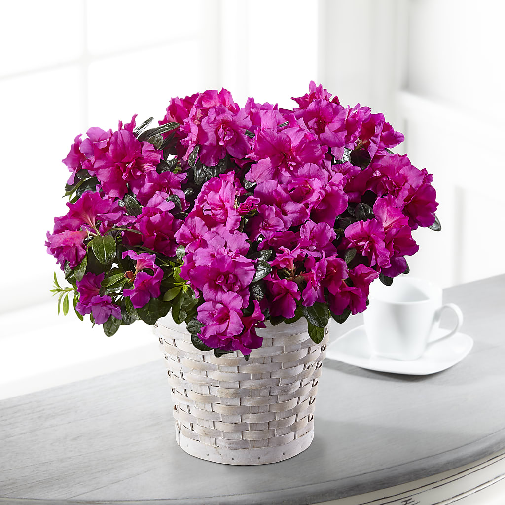 Hope & Serenity Azalea Plant – Floral Villa, Whitewater WI
