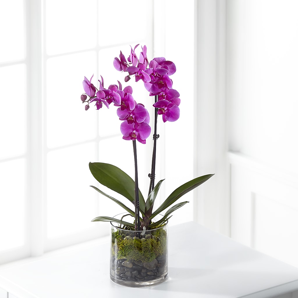 Pink Orchid Plant – Floral Villa, Whitewater WI