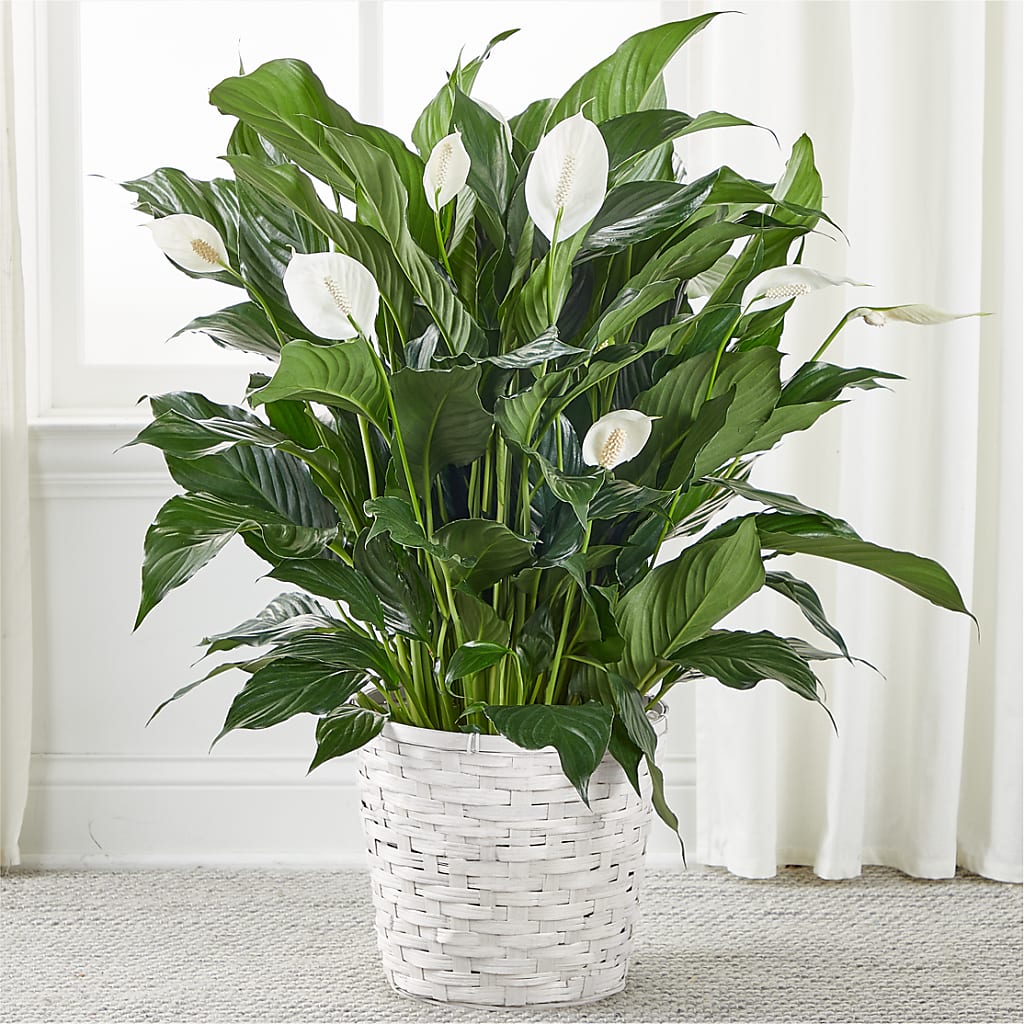 A New Leaf Peace Lily – Floral Villa, Whitewater WI