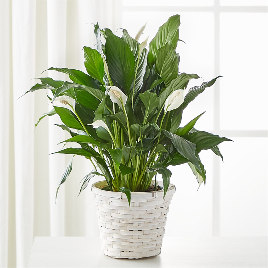 A New Leaf Peace Lily – Floral Villa, Whitewater WI
