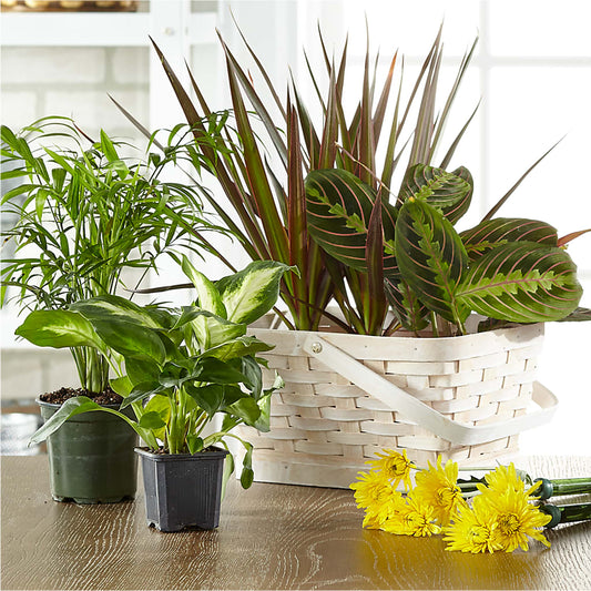 Florist Designed Blooming and Green Plants in a Basket –  Floral Villa, Whitewater WI