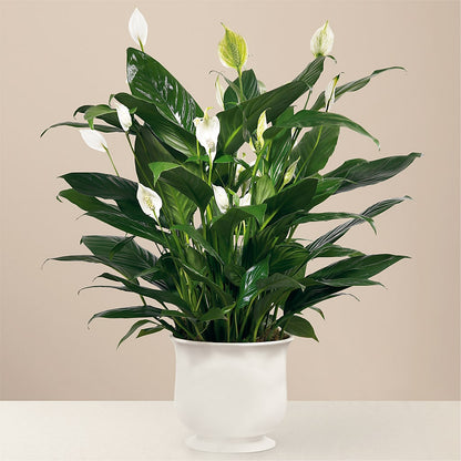 Comfort Planter –  Floral Villa, Whitewater WI