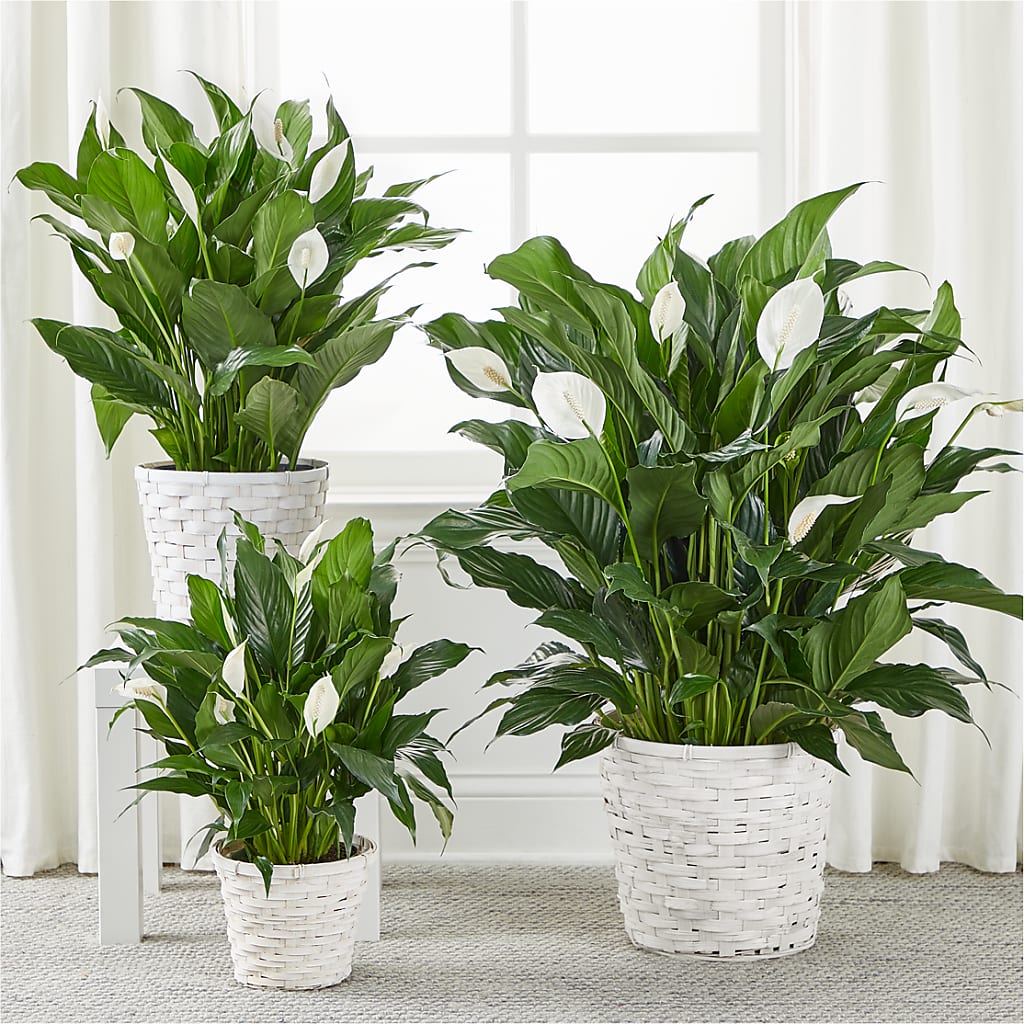 A New Leaf Peace Lily –  Floral Villa, Whitewater WI
